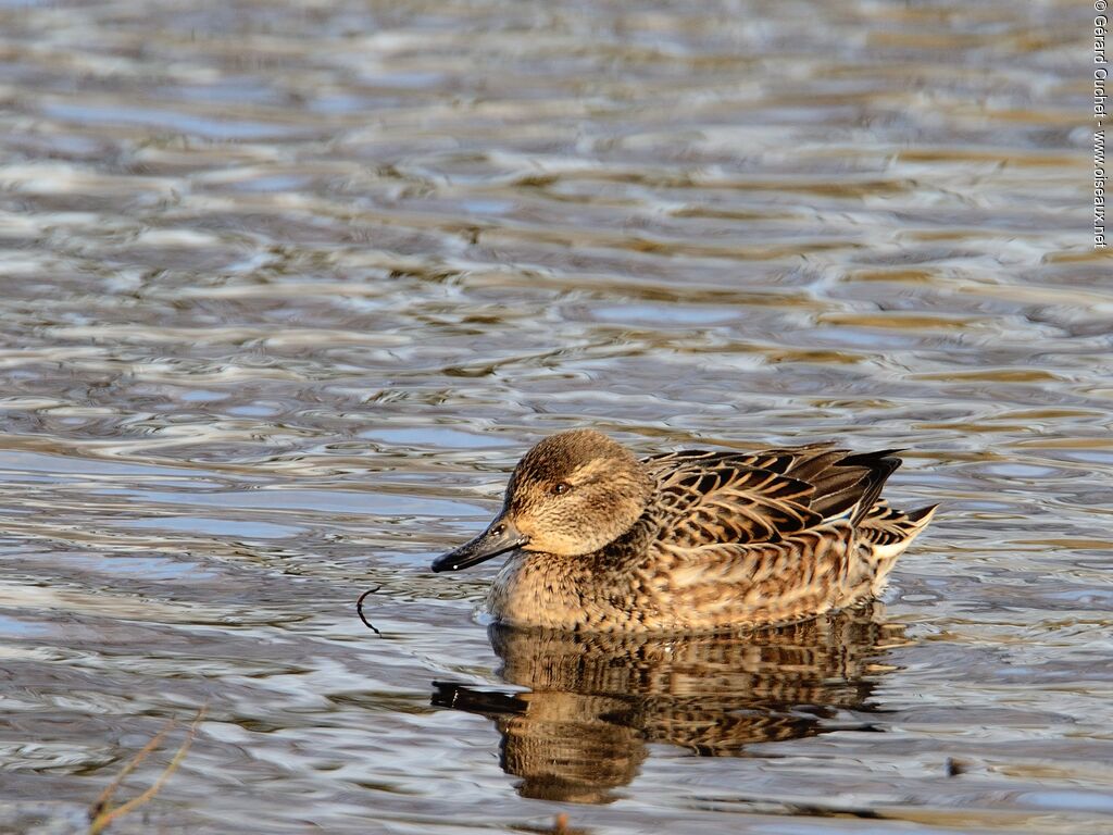 Eurasian Teal female