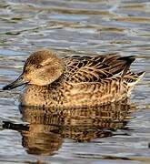 Eurasian Teal