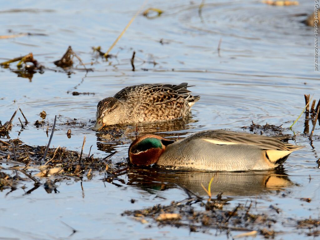 Eurasian Teal 