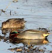 Eurasian Teal