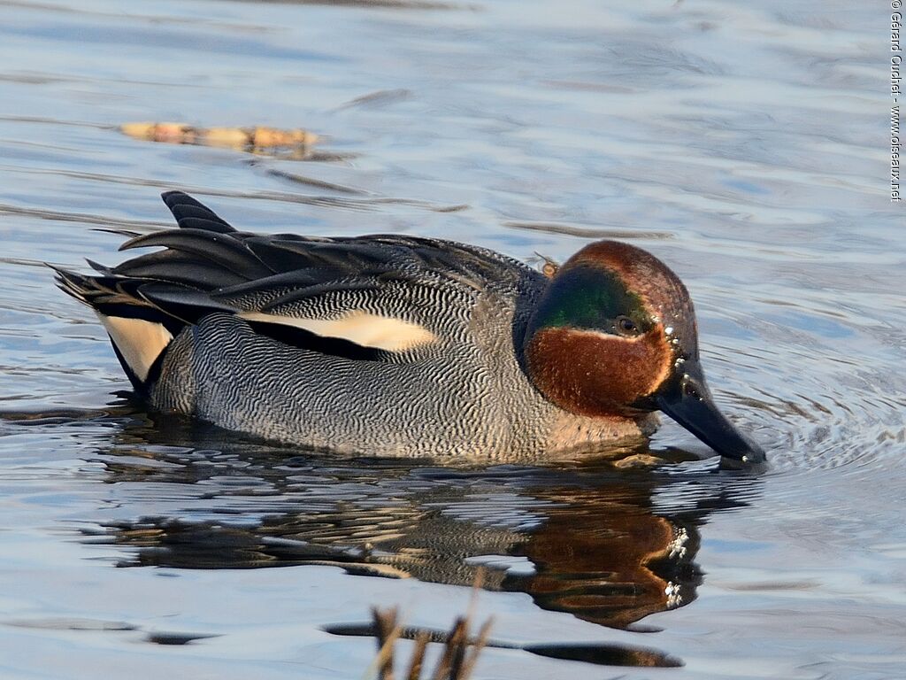 Eurasian Teal male