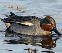 Eurasian Teal