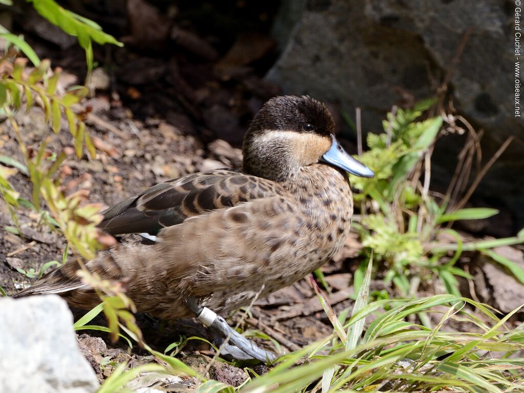 Blue-billed Teal