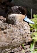 Blue-billed Teal