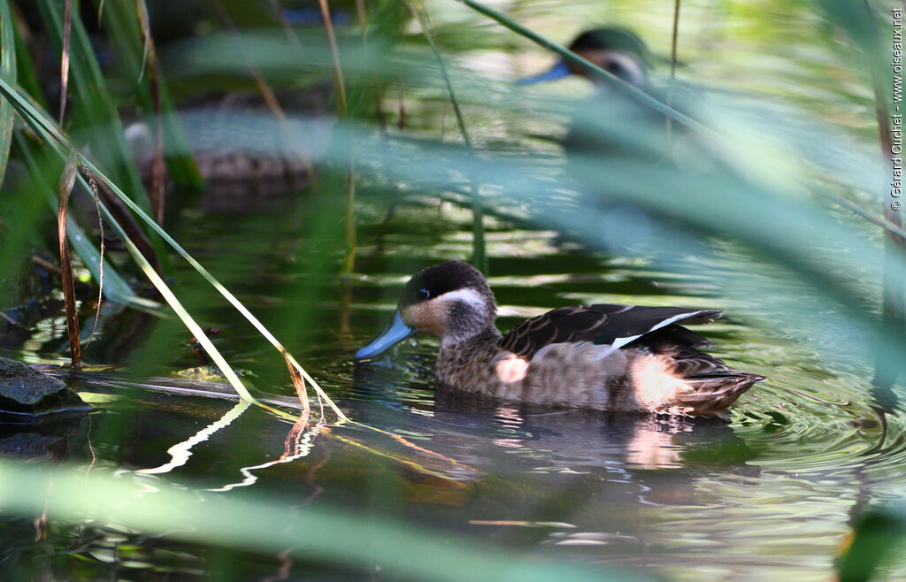 Blue-billed Teal