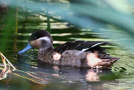 Blue-billed Teal