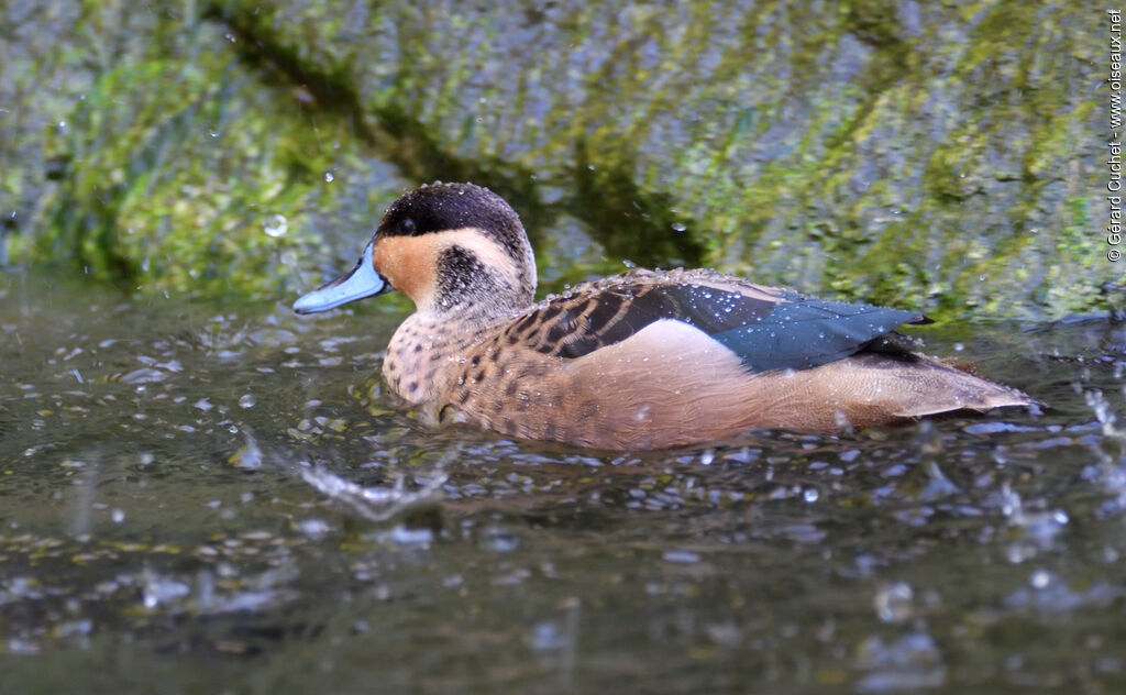 Blue-billed Teal