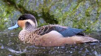 Blue-billed Teal