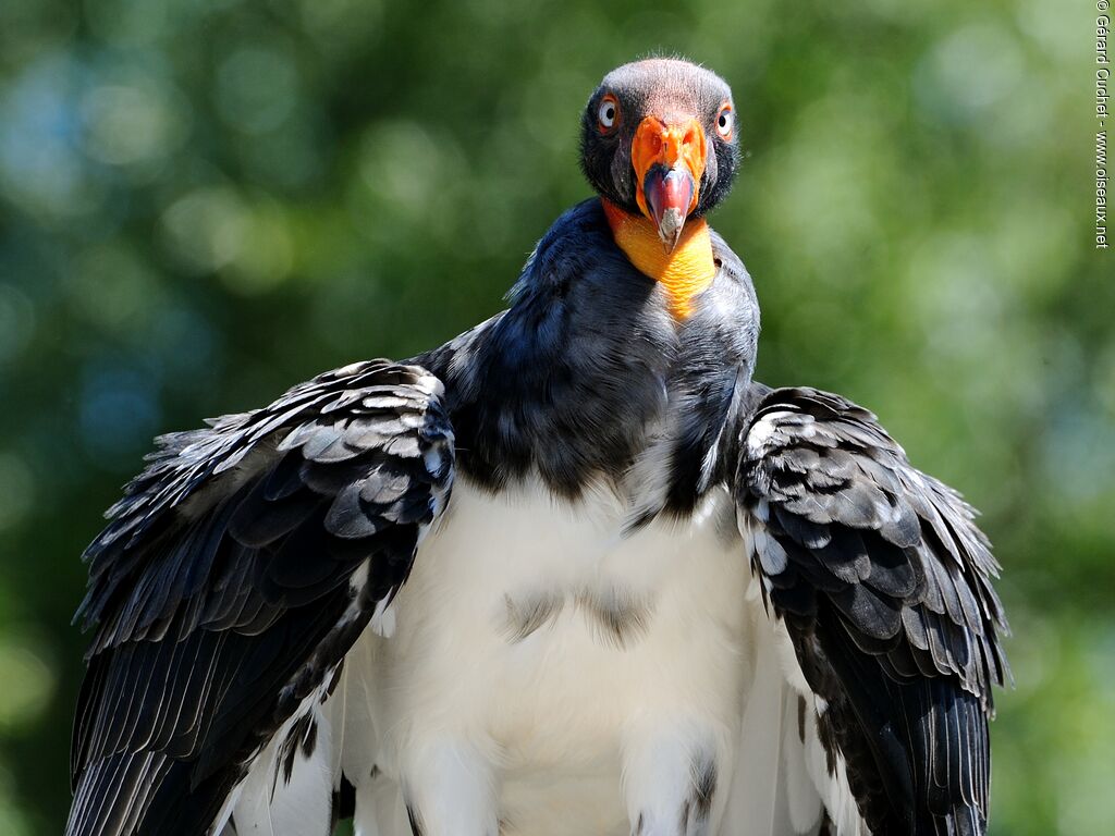 King Vulture