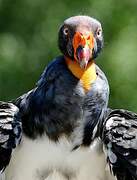 King Vulture