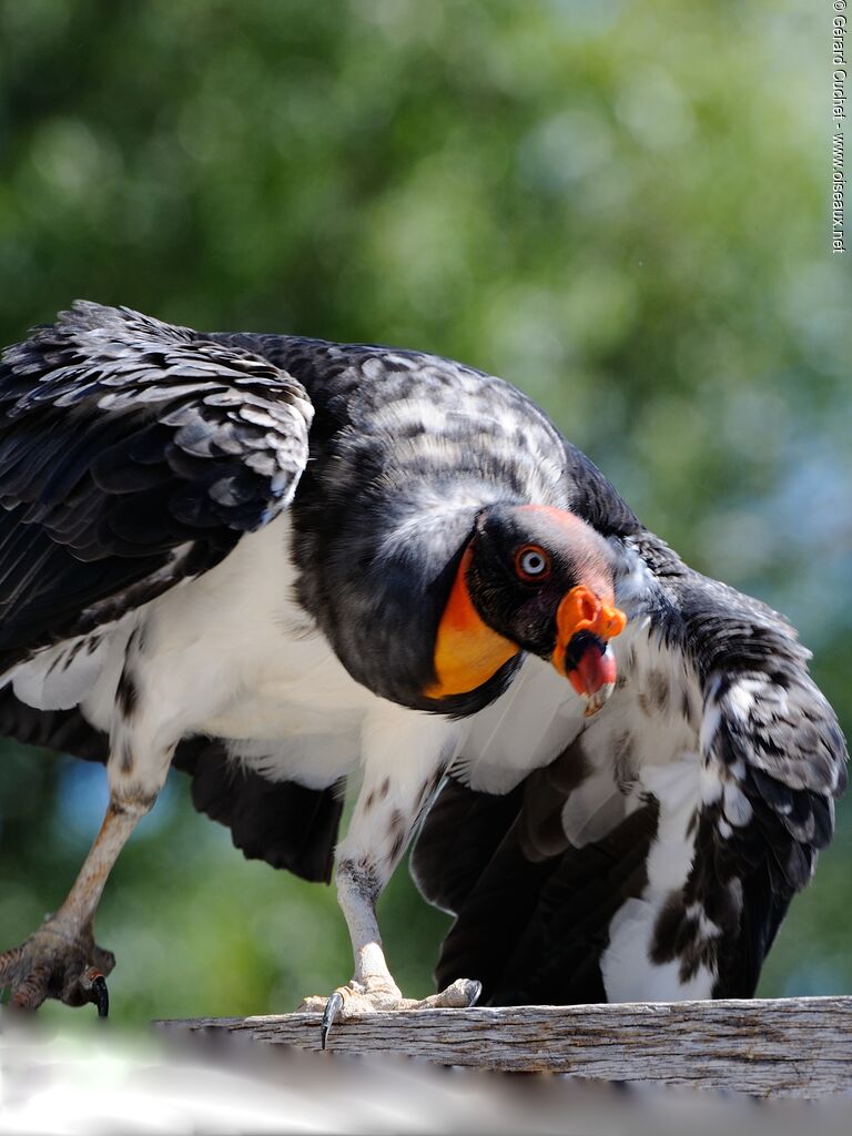 King Vulture