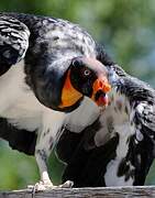 King Vulture