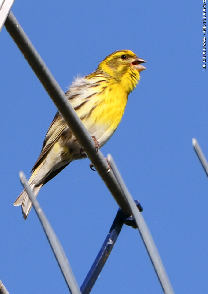 Serin cini, chant