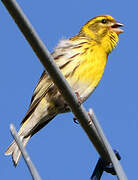 European Serin