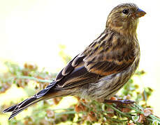 European Serin