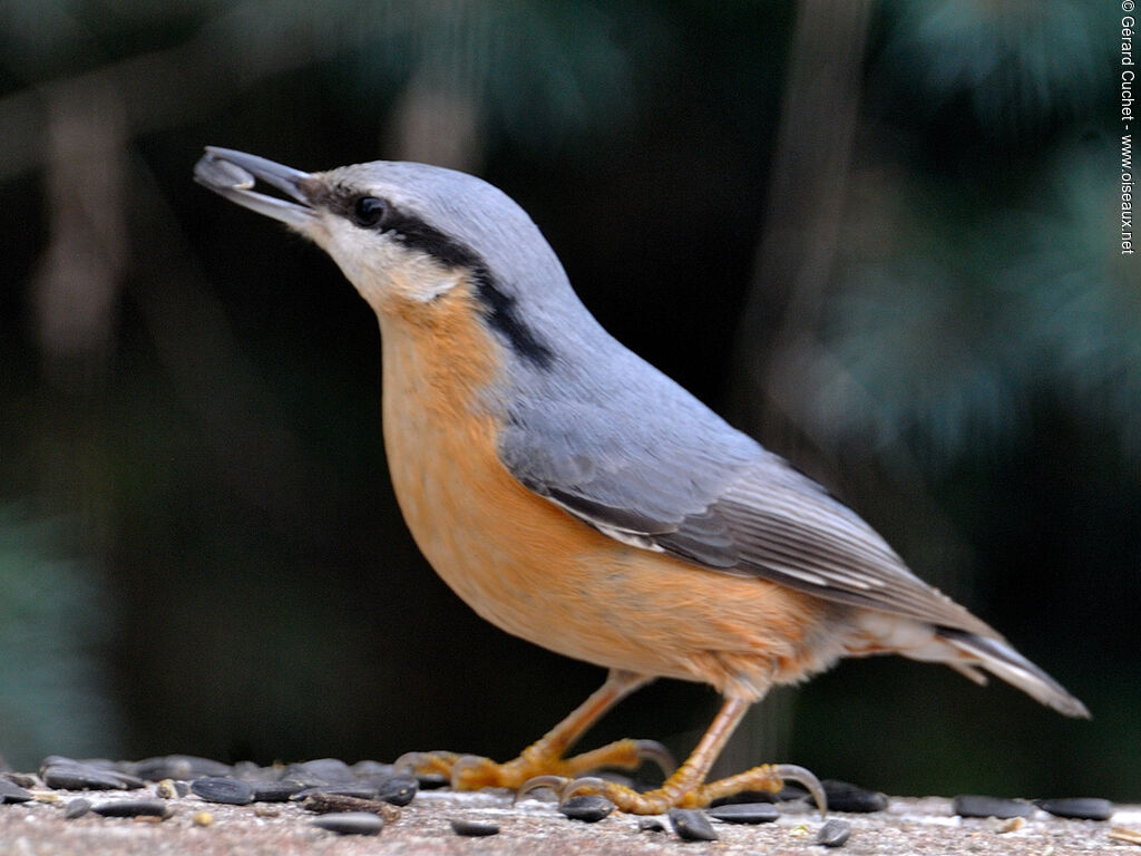 Eurasian Nuthatch