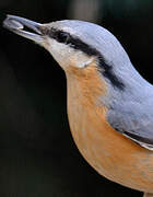 Eurasian Nuthatch