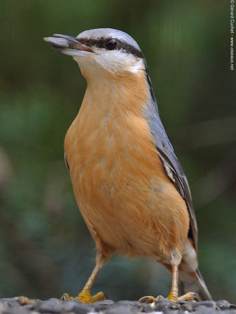 Eurasian Nuthatch