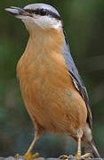 Eurasian Nuthatch