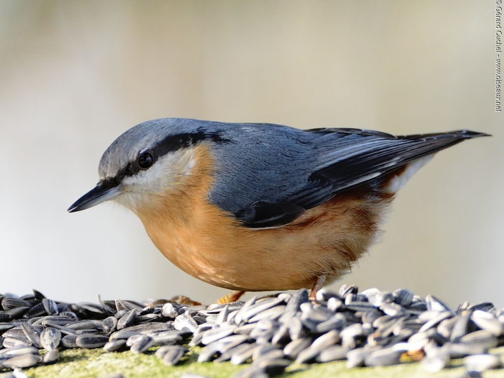 Eurasian Nuthatch