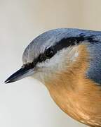 Eurasian Nuthatch