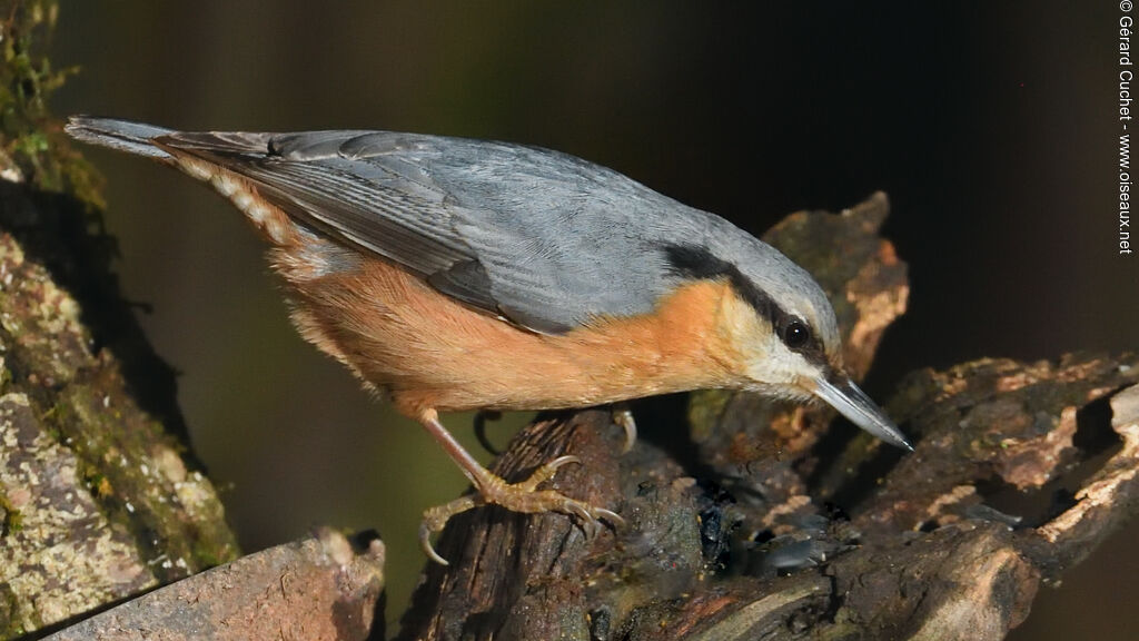 Sittelle torchepot, identification, mange