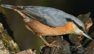 Eurasian Nuthatch