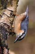 Eurasian Nuthatch