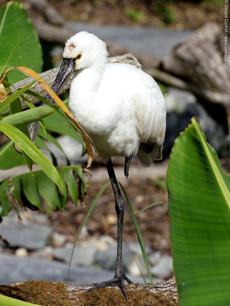 Eurasian Spoonbill