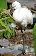 Eurasian Spoonbill