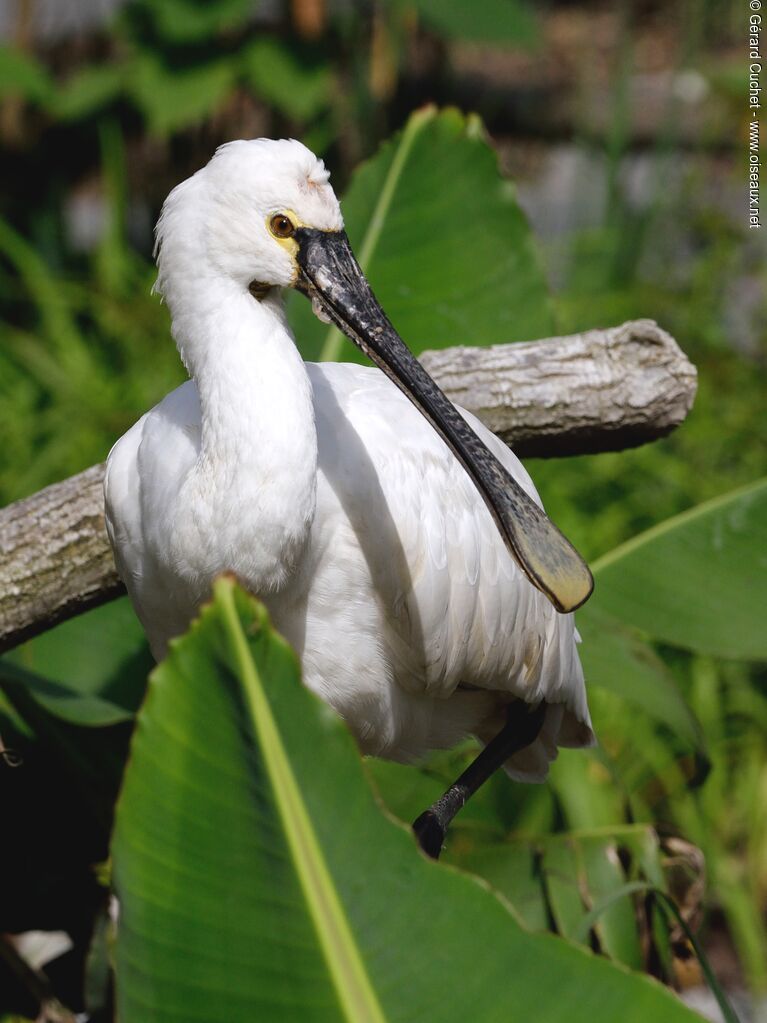 Eurasian Spoonbill