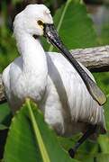 Eurasian Spoonbill