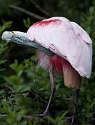 Roseate Spoonbill