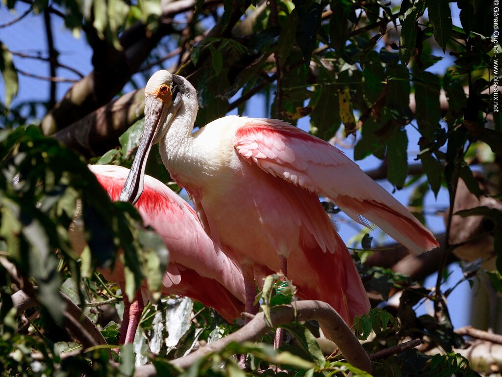 Roseate Spoonbill