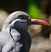 Inca Tern