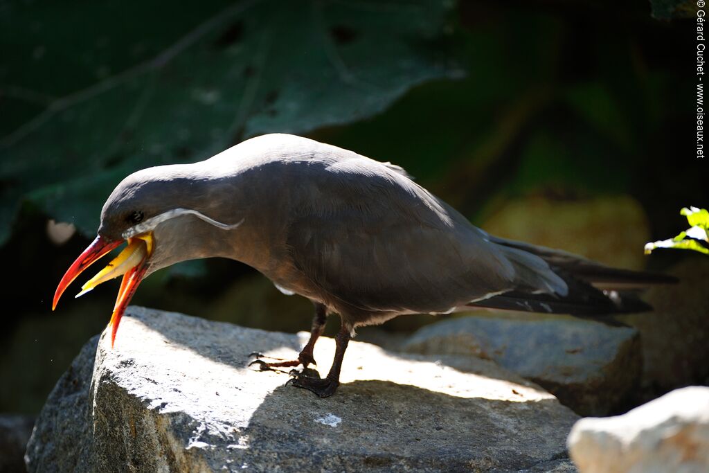 Inca Tern