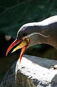 Inca Tern