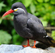 Inca Tern