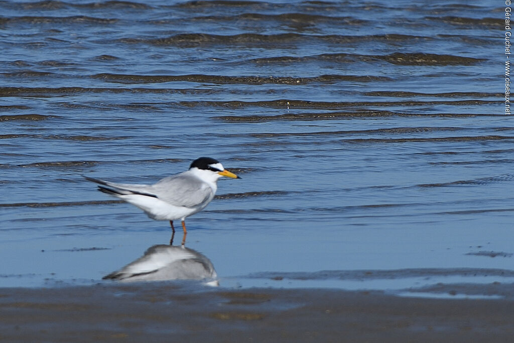 Little Tern