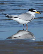 Little Tern