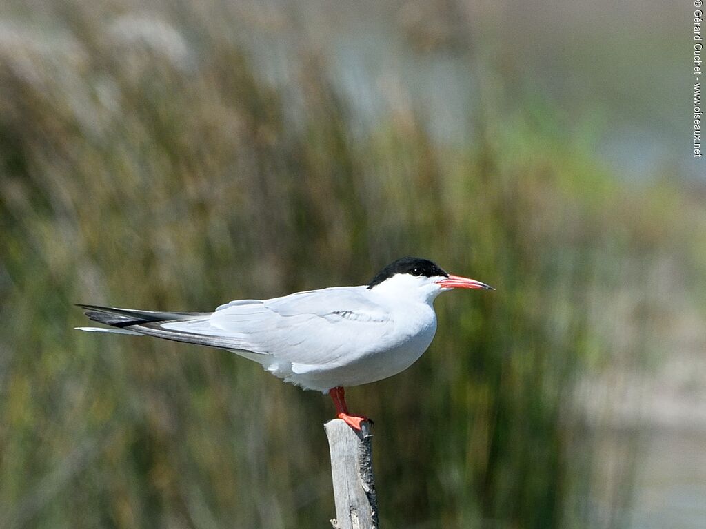 Common Tern