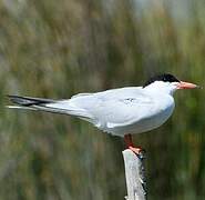 Common Tern