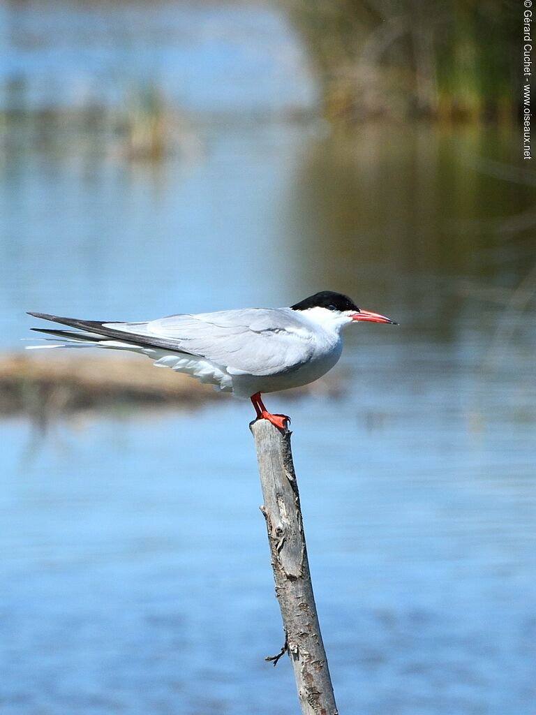 Common Tern