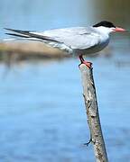 Common Tern