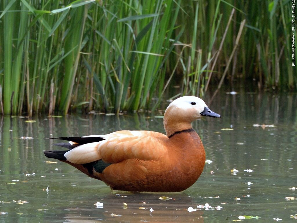 Ruddy Shelduck