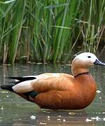 Ruddy Shelduck