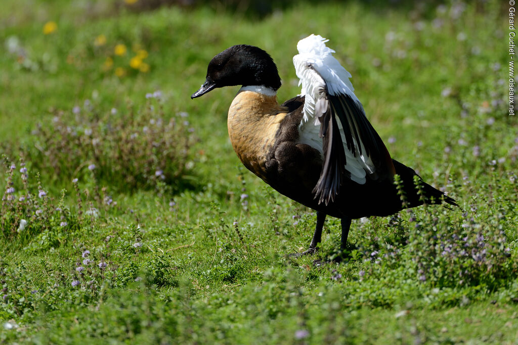 Australian Shelduck, identification