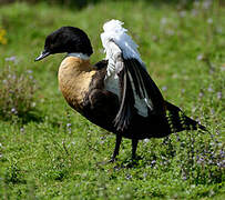 Australian Shelduck