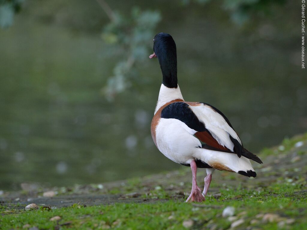 Common Shelduck