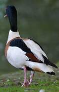 Common Shelduck